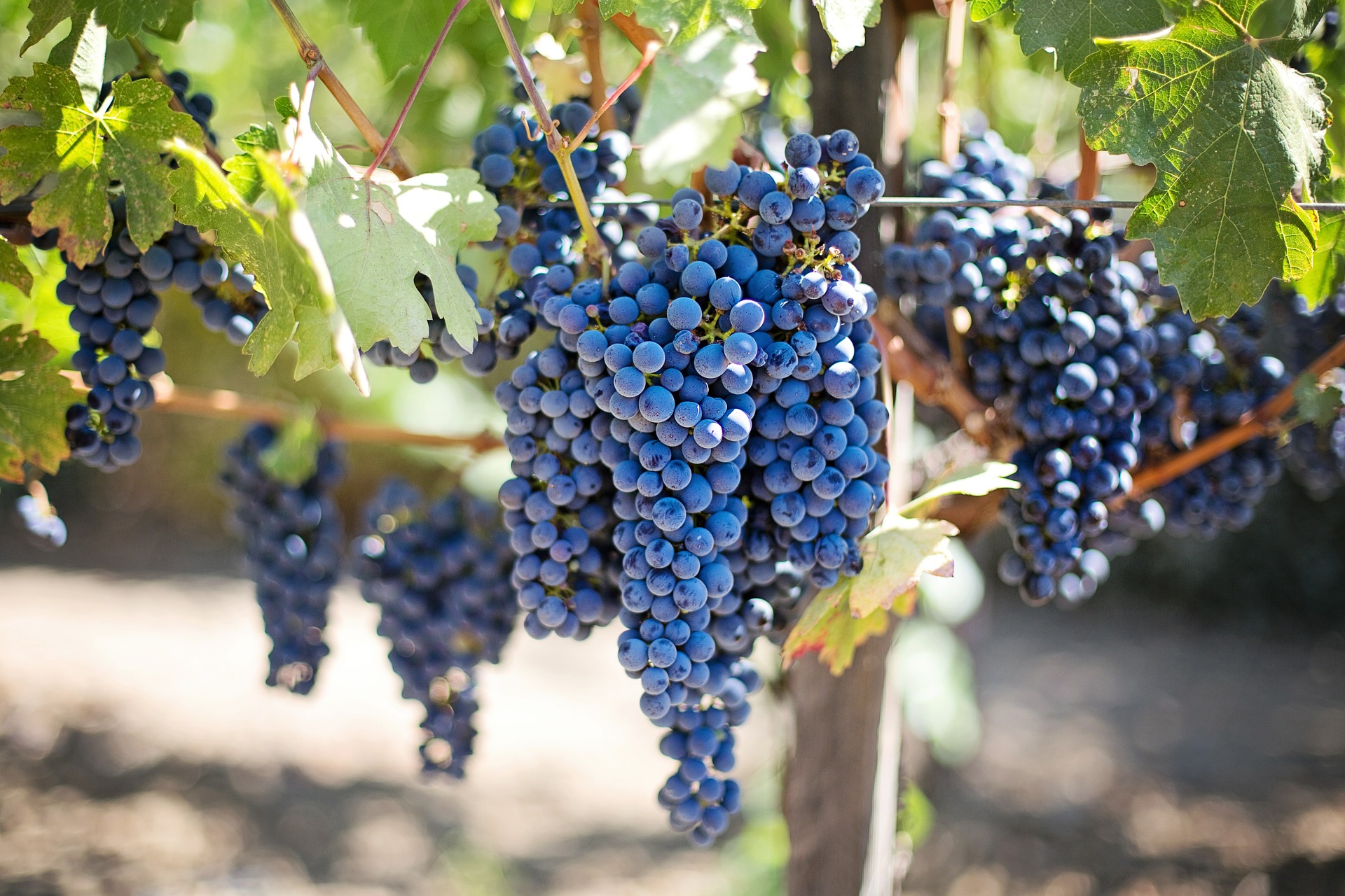 purple-grapes.jpg