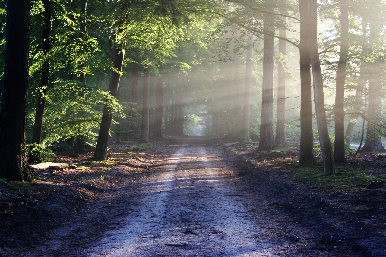 road-sun-rays-path.jpg