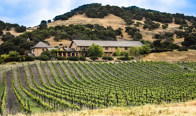 5 Reasons Wineries Need to Be Proactive to Prevent Erosion